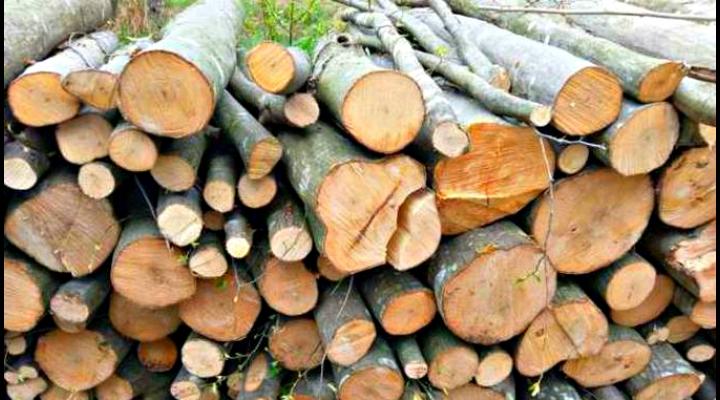 Ce cantitate de lemne de foc mai are in stoc Directia Silvica Prahova