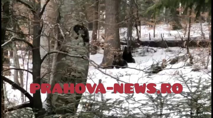 VIDEO: Imagini spectaculoase cu doi ursi surprinsi in Sinaia, la mica distanta de turisti, pe drumul spre Cota 1400