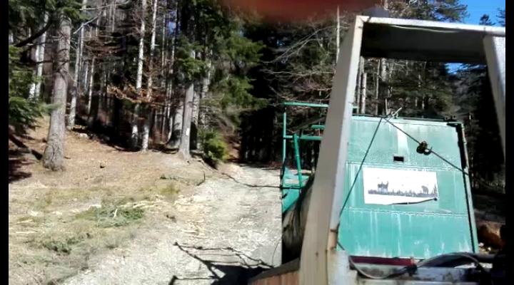 VIDEO Urs relocat, in Busteni