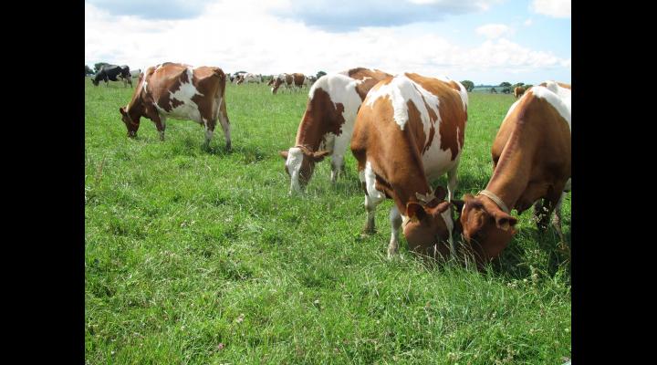 Crescătorii de animale din Gorgota pot închiria pășuni din localitate. Afla aici condițiile!
