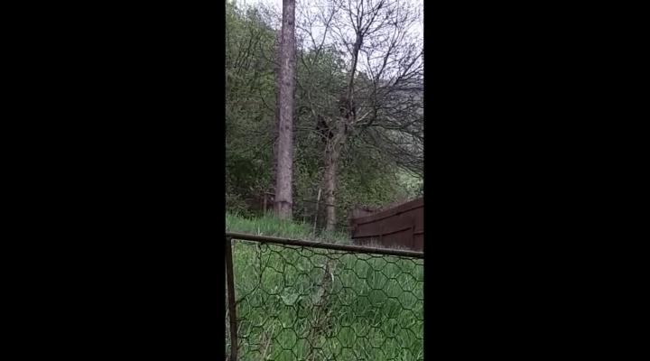VIDEO: Doi pui de urs s-au urcat in copac, intr-o curte din Busteni. Animalele au fost alungate de jandarmi