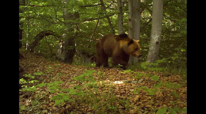 Câți urși sunt în pădurile din Prahova/Efectivul optim