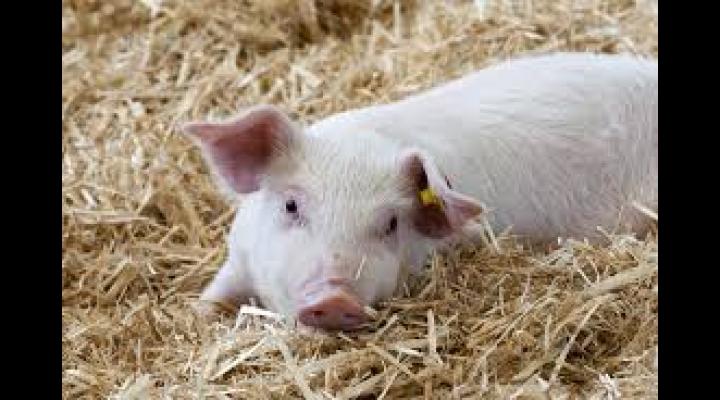 26 de cazuri noi de pestă porcină africană la mistreț și două focare la porcul domestic, in Prahova