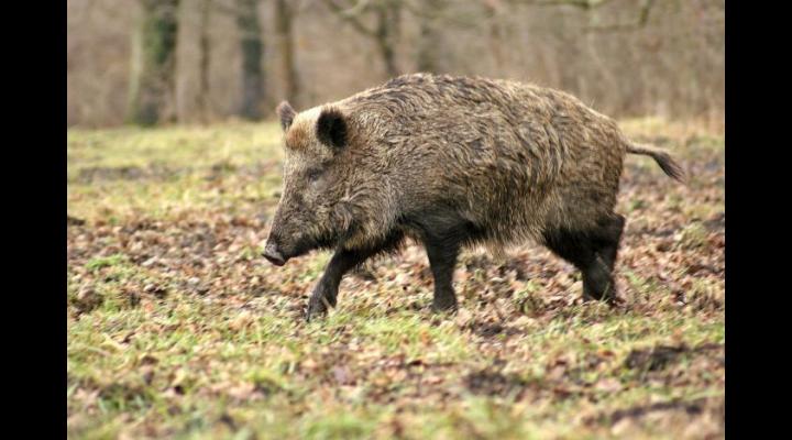 Sase noi cazuri de pesta porcina in Prahova