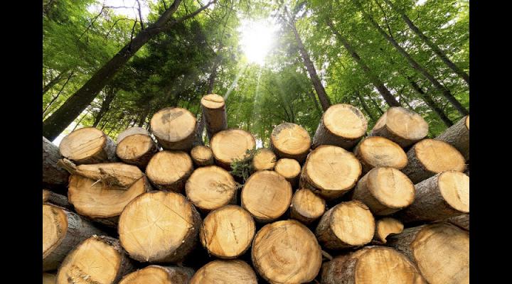 Ordin de ministru: Ministerul retrage certificatele firmelor care exploatează ilegal lemn
