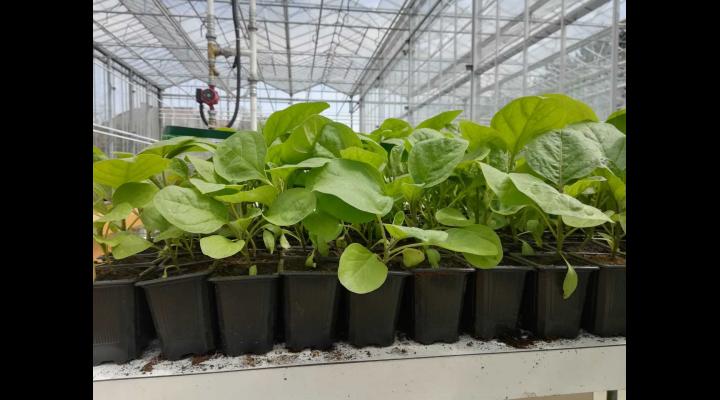 Ploiești: s-a aprobat deschiderea pieței agroalimentare Decebal, pentru comercializarea de răsaduri