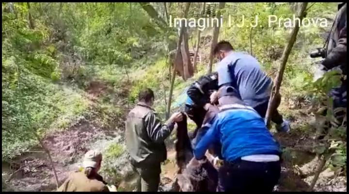 VIDEO: Urs prins in lat, la Teisani. Si la Poiana Tapului si-a facut aparitia o ursoaica cu un pui