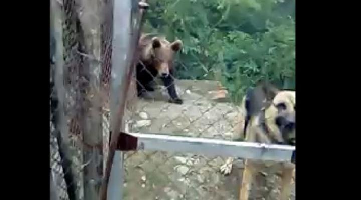 Un urs a apărut în Bertea/Oamenii au fost avertizați prin RO ALERT