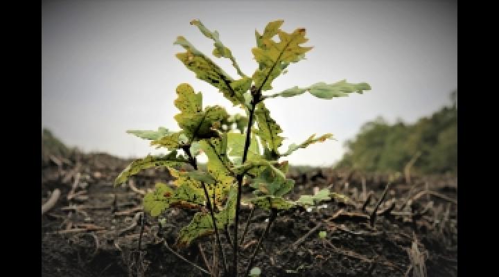 Romsilva a plantat peste 27 milioane de puieti forestieri in campania de impaduriri de primavara