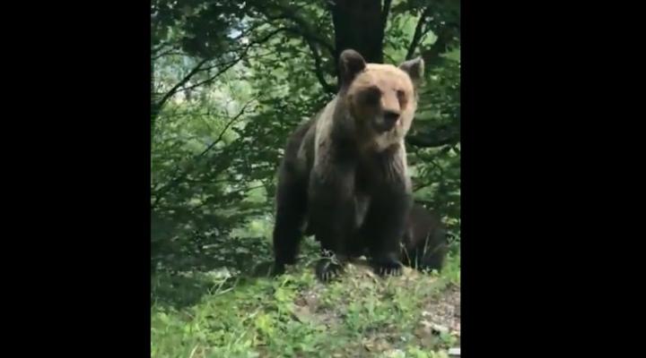 Patru turiști au întâlnit un urs în Azuga/Ce au făcut