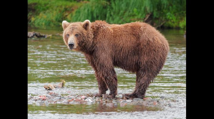 Agenția pentru Protecția Mediului Prahova va coordona acțiunea de monitorizare vară-toamnă a speciilor de animale strict protejate - urs brun, lup, râs și pisică sălbatică