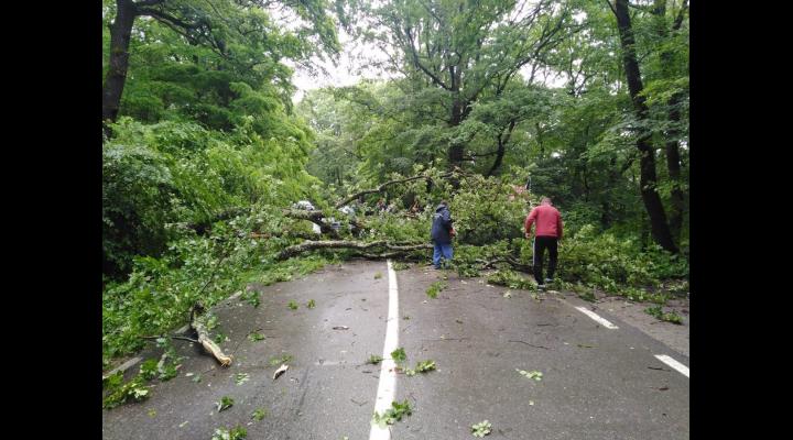 Mai multi arbori, cazuti pe drumurile din Prahova/La Sinaia, drum inundat