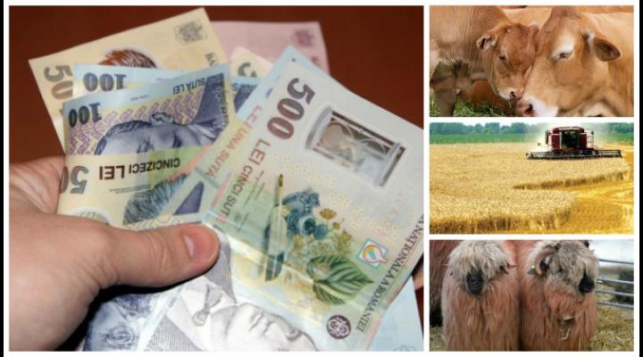 APIA efectuează plata ajutorului de stat în sectorul creșterii animalelor