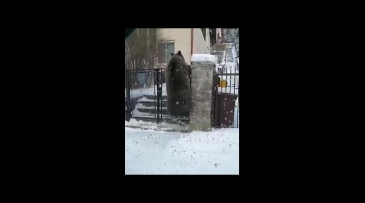 O ursoaică, filmată în Bușteni când sare un gard ca să ajungă la tomberon