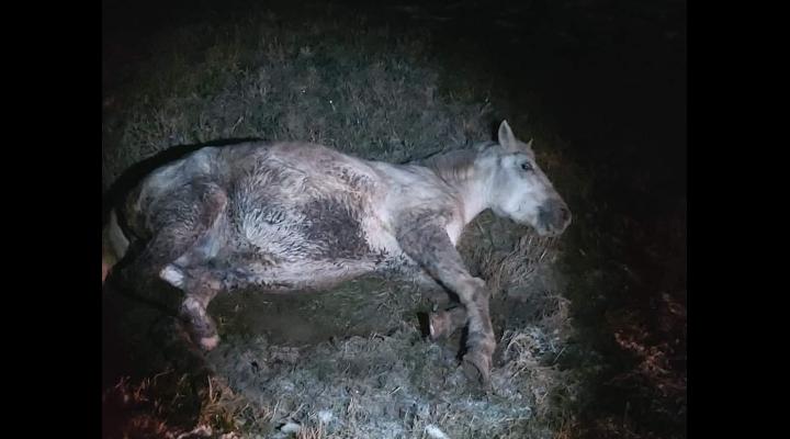 Apel pentru salvarea unui cal care agoniza intr-un sant la intrarea in Baicoi