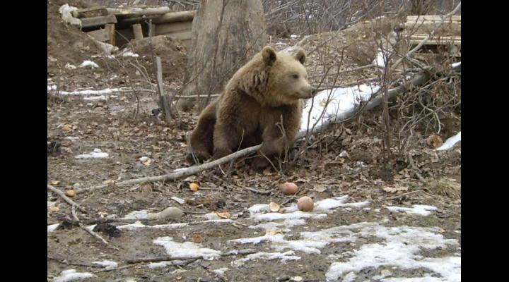 Ursoaica din Azuga care vine în gospodăriile oamenilor va fi relocată