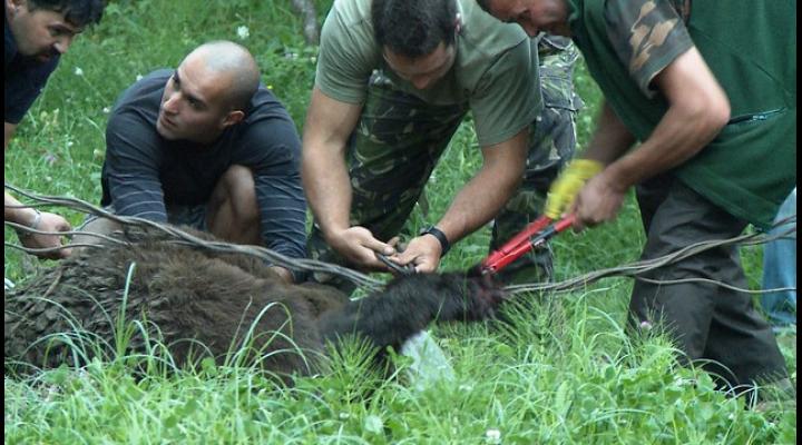 Un urs, rămas blocat într-un gard din Izvoarele, a fost salvat    