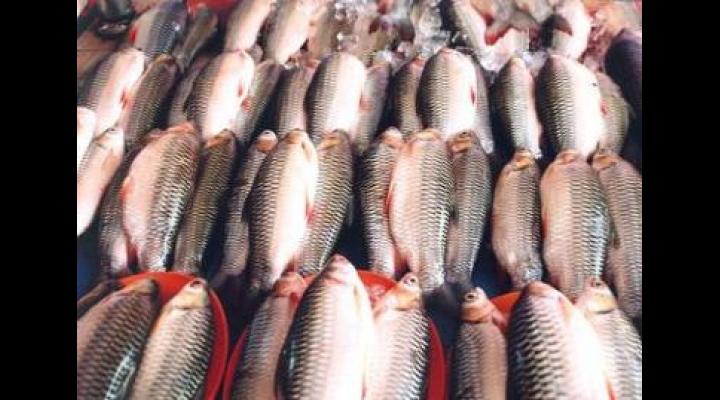 ANPC recomandă o atenție sporită la achiziționarea de pește, a preparatelor din pește preambalate și a conservelor din pește