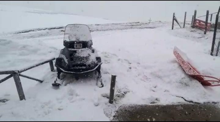 VIDEO Ninge pe platoul Bucegilor 