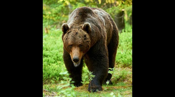 În ce condiții poate fi împușcat un urs. Guvernul României a aprobat o ordonanță de urgență  privind aprobarea metodelor de intervenție pentru specia urs brun