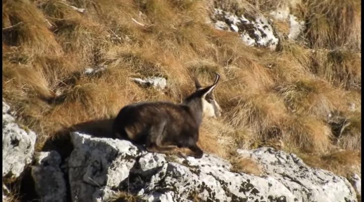 O capră neagră, surprinsă când se bucura de razele soarelui în parcul Natural Bucegi