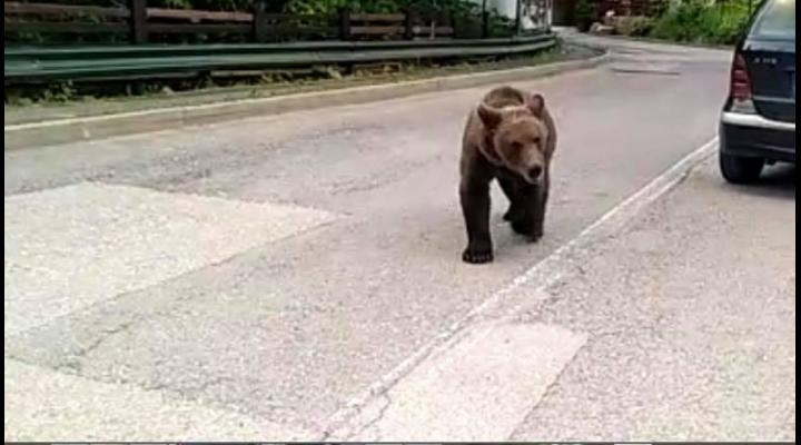 RO-ALERT/Sinaia - Ursoaica cu pui, prezenti in zona Castelului Peles