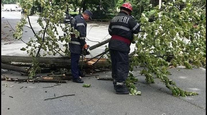 Un copac a căzut pe firele electrice, în Sinaia