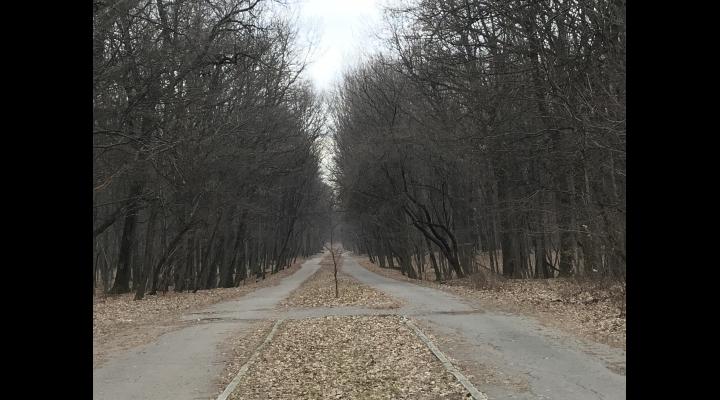 O zonă de promenadă va fi amenajată în pădurea din Păulești/ Primarul a rezolvat situația juridică a aleilor