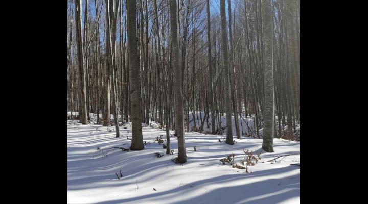 FOTO - Lucrari de ingrijire - rarituri- intr-o padure din zona Valea Doftanei, administrata de Directia Silvica Prahova