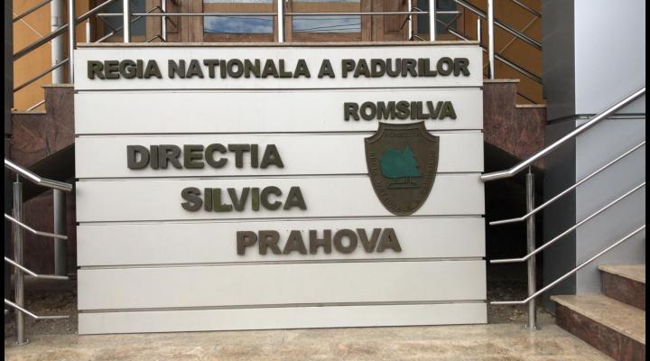 Direcția Silvică Prahova a scos la licitație contractul pentru regenerări, completări sau întreținerea pădurilor