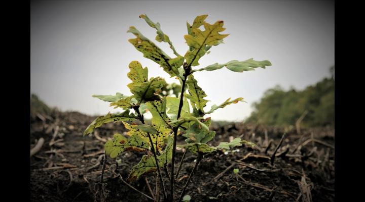 Debutul Lunii Plantarii Arborilor este marcat de Romsilva prin actiuni de impadurire