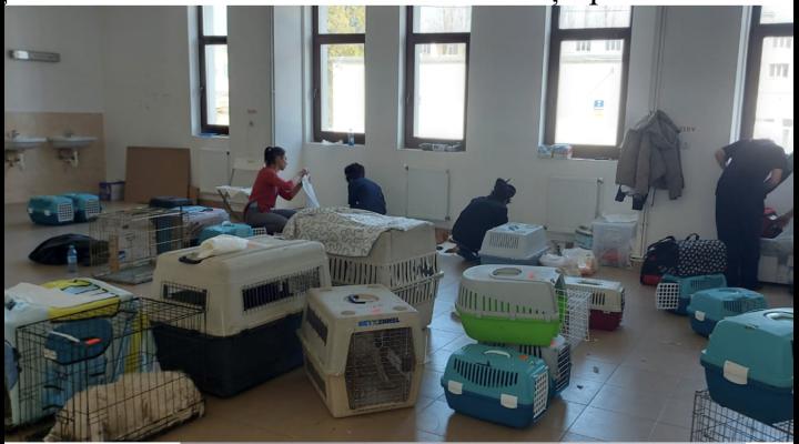 Campania gratuită de sterilizări pentru câini și pisici din Ploiești a fost prelungită