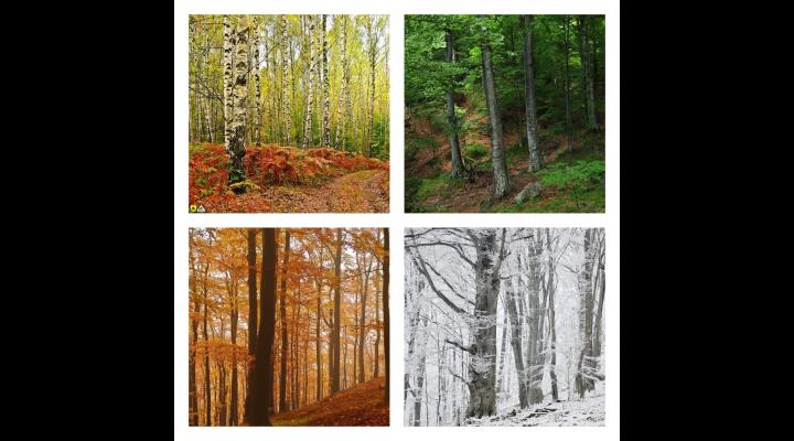 Ziua Internațională a Pădurii, sărbătorită de Regia Națională a Pădurilor