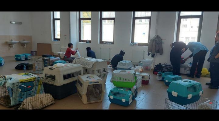 O nouă campanie de sterilizări gratuite pentru câini și pisici, în municipiul Ploiești