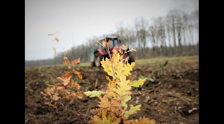 Peste 19 milioane de puieti forestieri plantati de Romsilva in campania de impaduriri de primavara