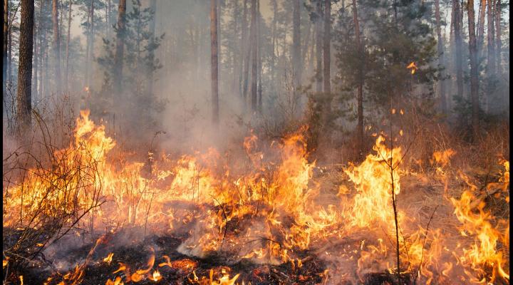 ISU Prahova va organiza exerciții în situația producerii unui incendiu la fondul forestier al Ocoalelor Silvice Doftana și Câmpina