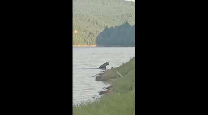 Un urs a fost surprins în timp ce traversa înot Lacul Vidraru - VIDEO