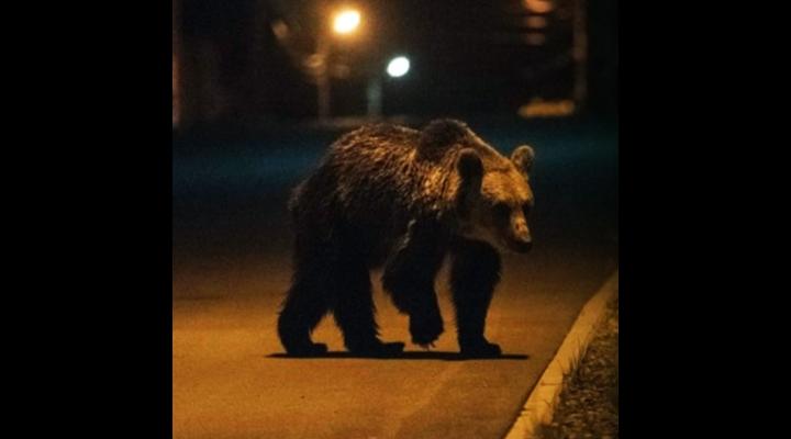 Mesaje RO-Alert în Bușteni/A fost semnalată prezența unui urs