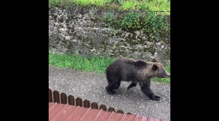 12 intervenții pentru îndepărtarea urșilor, primite de jandarmii prahoveni/Luni, mesaj RO-ALERT pentru prezenta unui urs in Sinaia