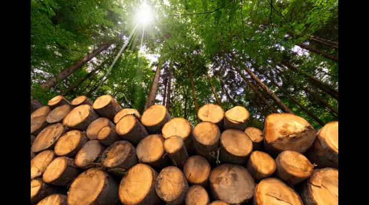 Directia Silvica Prahova vinde lemn de foc la preturi accesibile