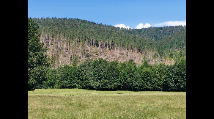 Direcția Silvică Prahova continuă campania de împadurire