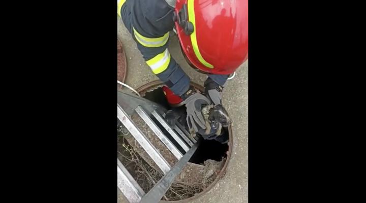 FOTO/ VIDEO - Catelus, salvat de pompierii din Mizil