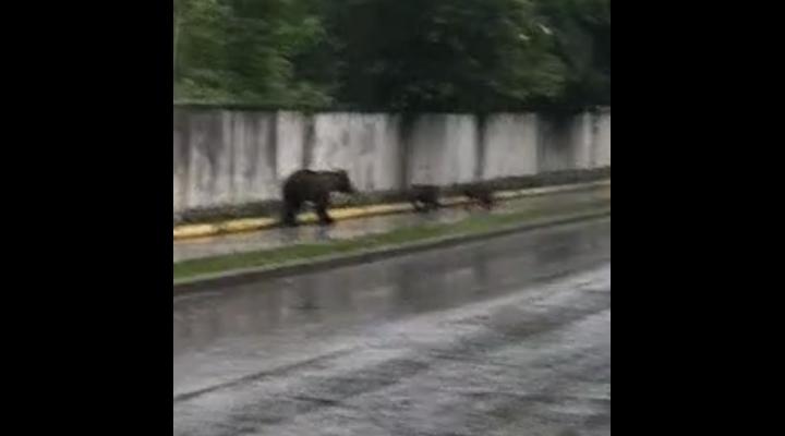 VIDEO-Ursii se plimba nestingheriti pe strazile din Azuga, fie noapte, fie zi