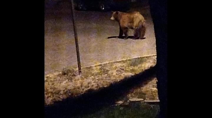 FOTO - Urs vazut, noaptea trecuta, in Ploiesti/ Cetatenii au primit si Ro-Alert