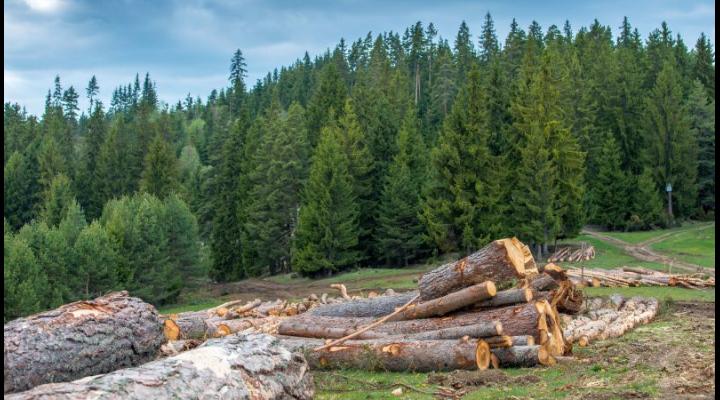 Ministerul Mediului, Apelor și Pădurilor a lansat, astăzi, în consultare publică noul Cod Silvic al României