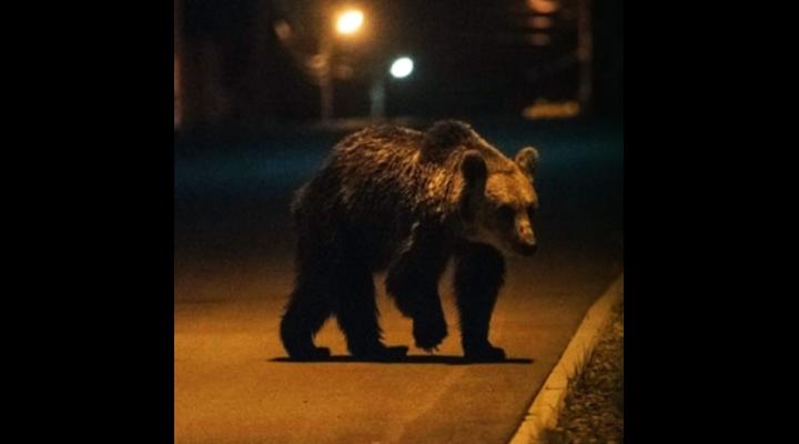 Mesaje RO-ALERT pentru a semnala prezența unor ursi în zonele locuite din Azuga, Măneciu și Bușteni