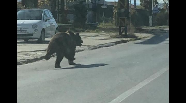 Urs în Vălenii de Munte/S-a emis RO Alert