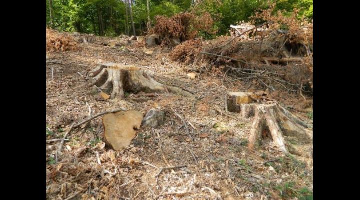 Percheziții în Valea Doftanei/Vizat a fost un tânăr bănuit că a tăiat, ilegal, arbori