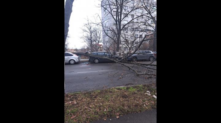 Un copac a căzut peste mașini, pe strada Andrei Mureșan - FOTO 