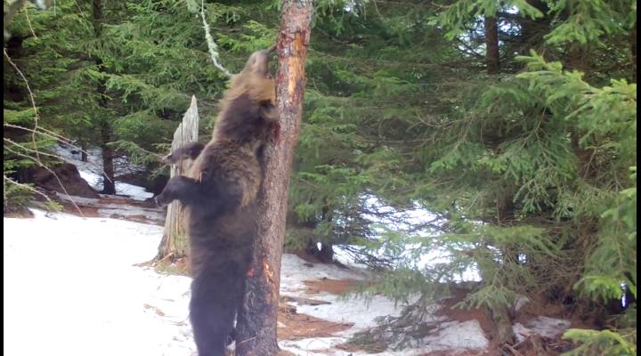 Urșii...jucăuși/Exemplare surprinse în timp ce se scarpină de scoarța copacilor - VIDEO 